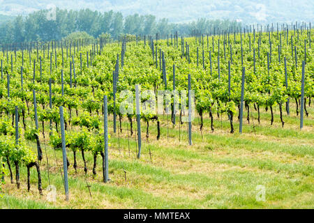 Weinberge im Frühling am Plattensee, Ungarn Stockfoto