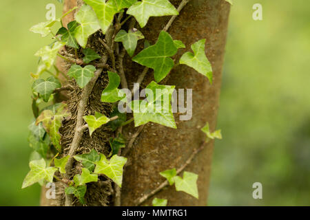Efeu, Hedera helix, auf einen Baum in Sommergrünen Wäldern North Dorset England UK GB Stockfoto