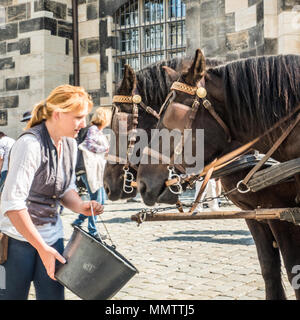 Lady Gießen ihre Pferde in Dresden Deutschland. Stockfoto