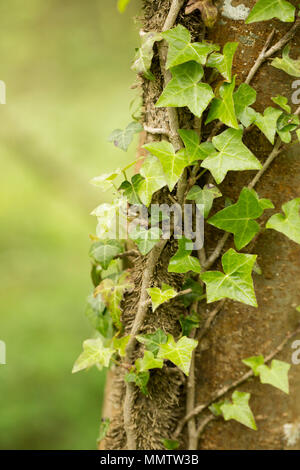 Efeu, Hedera helix, auf einen Baum in Sommergrünen Wäldern North Dorset England UK GB Stockfoto