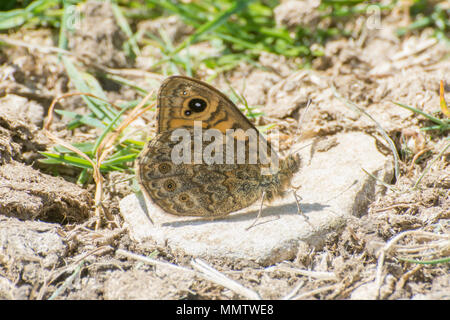 Wall Brown Schmetterling (Lasiommata megera) auf dem Küstenweg in Durlston Country Park in Dorset, Großbritannien Stockfoto