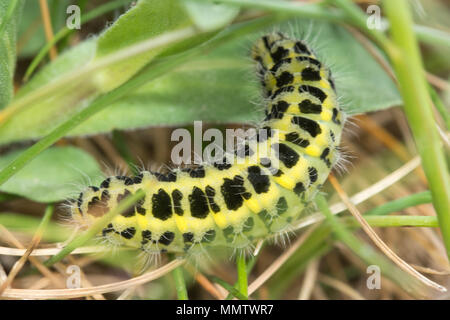 Sechs spot Burnet motte Caterpillar oder Larve (Zygaena Filipendulae) im natürlichen Lebensraum in Dorset, Großbritannien Stockfoto