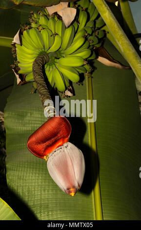 Banane (Musa paradisiaca) Stockfoto