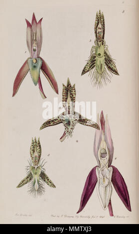 . Abbildung: I. Catasetum callosum II. Catasetum cristatum (syn. Catasetum cornutum) III. Catasetum barbatum IV. V. Catasetum Catasetum laminatum lanciferum. 1841. Miss Drake (1803-1857) Del., G. Barclay sc. Catasetum callosum-Cristatum (als cornutum) - barbatum - laminatum - lanciferum - Edwards vol 27 (NS4) pl 5 (1841) Stockfoto