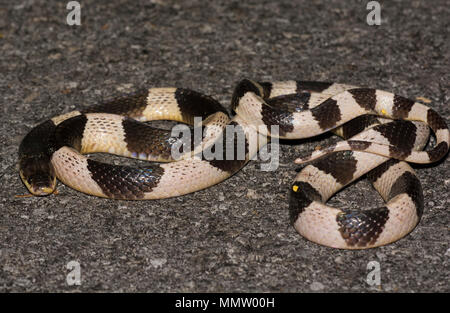 Blau oder Malayan Krait (Bungarus candidus) auf der Straße in der Nacht Krabi Thailand eine der am meisten giftschlangen in der Welt. Stockfoto