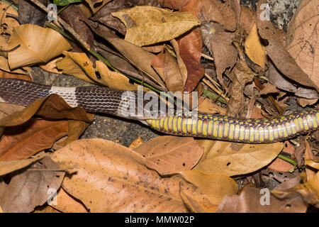 Blau oder Malayan Krait (Bungarus candidus) Essen eine braune Bambusotter (Ein älterer Name Venustus) Thailand, einer der wichtigsten giftigen Schlangen der Welt entdeckt. Stockfoto