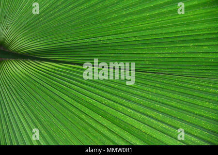 In der Nähe von sehr schönen grünen tropischen exotische Palm Blätter in einem tropischen Garten. Stockfoto