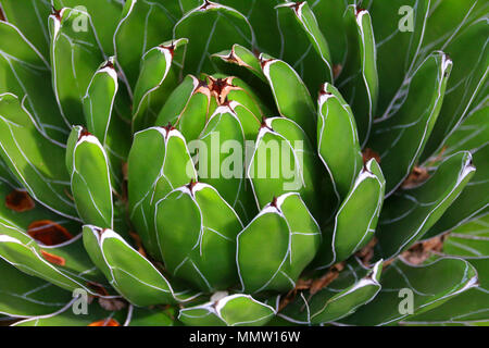 Schönen grünen Kaktus mit kleinen Blättern. Sehr einzigartigen und exotischen Blick von einem botanischen Garten. Stockfoto