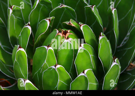 Schönen grünen Kaktus mit kleinen Blättern. Sehr einzigartigen und exotischen Blick von einem botanischen Garten. Stockfoto