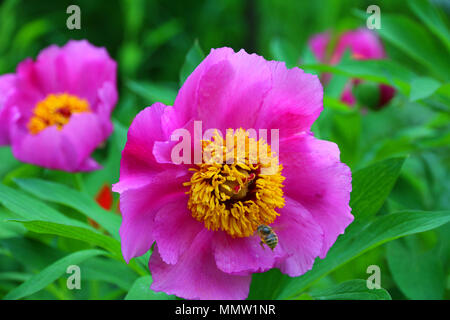 Magneficient, lila Blüten mit grossen Blättern und gelben Stempel. Stockfoto