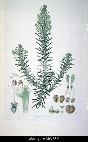 . Dies ist ein Scan der Platte 4 von Ferdinand Bauer Illustrationes Florae Novae Hollandiae. Die Anlage ist Chloanthes stoechadis. . Anfang des 19. Jahrhunderts. Ferdinand Bauer (1760-1826) Chloanthes stoechadis (Illustrationes Florae Novae Hollandiae Platte 4) Stockfoto