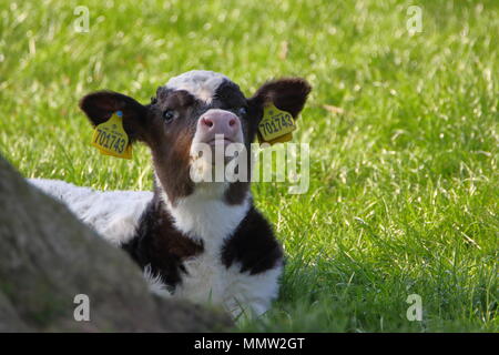 Frühling Kalb im Schatten lagen; Huby, North Yorkshire. DE Stockfoto