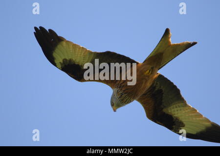 Rotmilan, Milvus milvus, flying Overhead im Huby North Yorkshire, Großbritannien Stockfoto