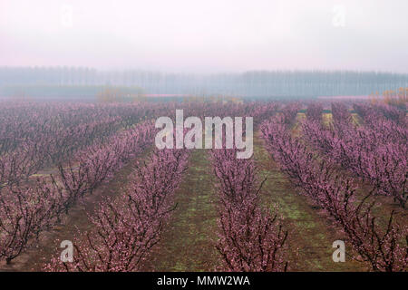 Feld mit Reihen von Pfirsichbäumen. mit Ästen voll mit zarten rosa Blumen, in einer nebligen Tag bei Sonnenaufgang. Ruhige Atmosphäre. Geheimnisvoll. Aitona Stockfoto