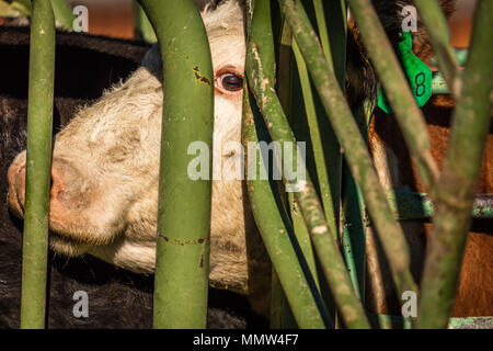 APRIL 22, 2017, RIDGWAY COLORADO: Angus Nahaufnahme von Auge von Hereford Kreuz züchten Rinder auf der Ranch, Ridgway Centennial, Colorado - auf einer Rinderfarm im Besitz von Vince Kotny Stockfoto