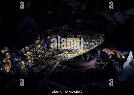 Ein babykrokodil Kontrollen seiner Umgebung bei Sonnenaufgang in den Florida Everglades. Stockfoto