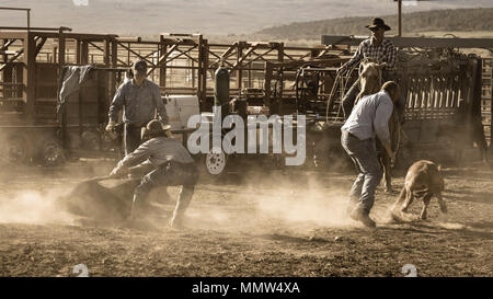 23. MAI 2017 - La Sal Mountains, Utah - Cowboys Marke Vieh in der Nähe von La Sal, Utah an der Route 46 in der Nähe von Colorado-Utah Grenze - in der Nähe der Manti-La Sal National Foest Stockfoto