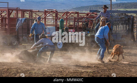 23. MAI 2017 - La Sal Mountains, Utah - Cowboys Marke Vieh in der Nähe von La Sal, Utah an der Route 46 in der Nähe von Colorado-Utah Grenze - in der Nähe der Manti-La Sal National Foest Stockfoto