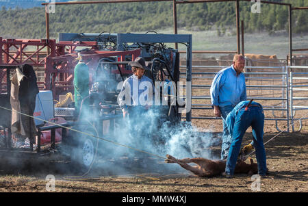 23. MAI 2017 - La Sal Mountains, Utah - Cowboys Marke Vieh in der Nähe von La Sal, Utah an der Route 46 in der Nähe von Colorado-Utah Grenze - in der Nähe der Manti-La Sal National Foest Stockfoto