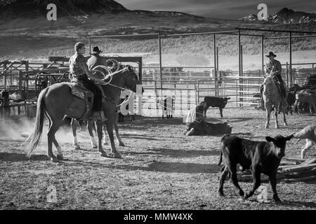 23. MAI 2017 - La Sal Mountains, Utah - Cowboys Marke Vieh in der Nähe von La Sal, Utah an der Route 46 in der Nähe von Colorado-Utah Grenze - in der Nähe der Manti-La Sal National Foest Stockfoto