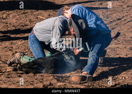 23. MAI 2017 - La Sal Mountains, Utah - Cowboys Marke Vieh in der Nähe von La Sal, Utah an der Route 46 in der Nähe von Colorado-Utah Grenze - in der Nähe der Manti-La Sal National Foest Stockfoto