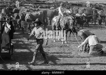 23. MAI 2017 - La Sal Mountains, Utah - Cowboys Marke Vieh in der Nähe von La Sal, Utah an der Route 46 in der Nähe von Colorado-Utah Grenze - in der Nähe der Manti-La Sal National Foest Stockfoto