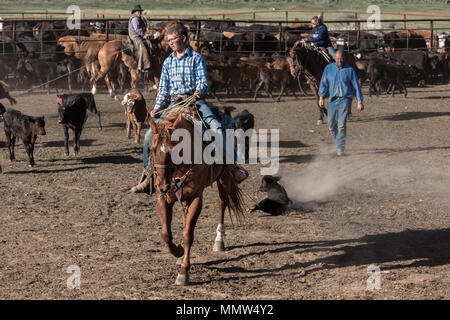 23. MAI 2017 - La Sal Mountains, Utah - Cowboys Marke Vieh in der Nähe von La Sal, Utah an der Route 46 in der Nähe von Colorado-Utah Grenze - in der Nähe der Manti-La Sal National Foest Stockfoto