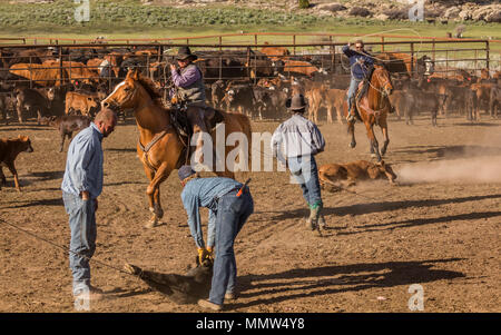 23. MAI 2017 - La Sal Mountains, Utah - Cowboys Marke Vieh in der Nähe von La Sal, Utah an der Route 46 in der Nähe von Colorado-Utah Grenze - in der Nähe der Manti-La Sal National Foest Stockfoto