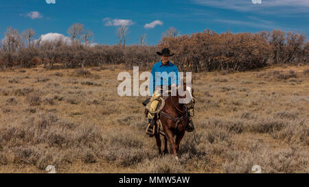 Oktober 2017, Ridgway, Oberst orado: Cowboy o-n Almabtrieb sammeln Angus und Hereford kreuz Kühe und Kälber der doppelten Schuh Cattle Company, Centennial Ranch, San Juan Berge Stockfoto