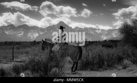 Oktober 2017, Ridgway, Oberst orado: Cowboy - am Viehtrieb sammeln Angus/Hereford kreuz Kühe und Kälber der doppelten Schuh Cattle Company, Centennial Ranch, San Juan Berge Stockfoto