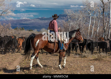 Oktober 2017, Ridgway, Oberst orado: Cowboy - am Viehtrieb sammeln Angus/Hereford kreuz Kühe und Kälber der doppelten Schuh Cattle Company, Centennial Ranch, San Juan Berge Stockfoto