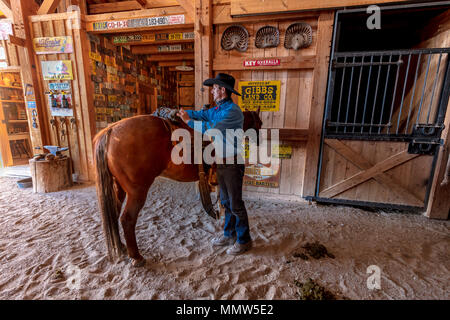 Oktober 2017, Ridgway, Oberst orado: Cowboy bereitet und pflegt sich Pferd vor dem Almabtrieb, San Juan, Berge, Colorado Stockfoto