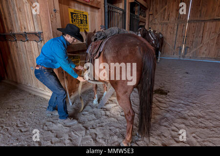 Oktober 2017, Ridgway, Oberst orado: Cowboy bereitet und pflegt sich Pferd vor dem Almabtrieb, San Juan, Berge, Colorado Stockfoto