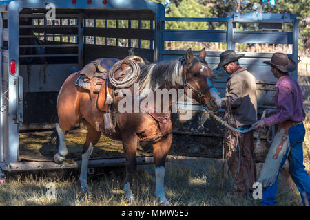 Oktober 2017, Ridgway, Oberst orado: Cowboy bereitet und pflegt sich Pferd vor dem Almabtrieb, San Juan, Berge, Colorado Stockfoto