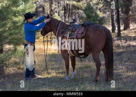 Oktober 2017, Ridgway, Oberst orado: Cowboy bereitet und pflegt sich Pferd vor dem Almabtrieb, San Juan, Berge, Colorado Stockfoto