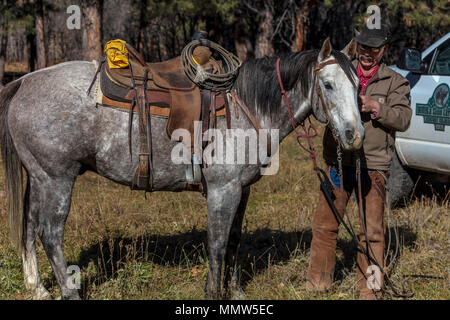 Oktober 2017, Ridgway, Oberst orado: Cowboy bereitet und pflegt sich Pferd vor dem Almabtrieb, San Juan, Berge, Colorado Stockfoto