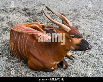 African bongo Antilope Tragelaphus eurycerus bezeichnet auf dem Boden sitzend Stockfoto