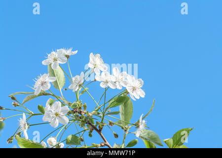 Blühende Vogel - cherry tree hautnah. Bird Cherry Blumen im sonnigen Tag im Frühjahr gegen den blauen Himmel. Stockfoto