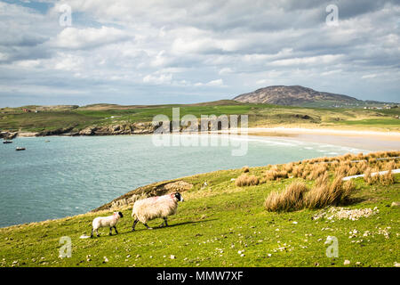 Neu geboren Lamm und Mutter in einem Feld durch das Meer. Dieses Foto wurde in Donegal Irland Stockfoto