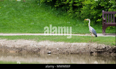 Ein Reiher stand neben einer Bank mit Blick auf den Park Weg Stockfoto