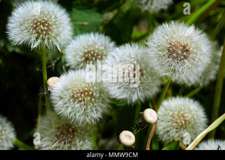 Pusteblumen, samenköpfe, unscharf Hintergrund Stockfoto