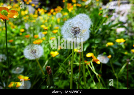 Pusteblumen, samenköpfe, unscharf Hintergrund Stockfoto