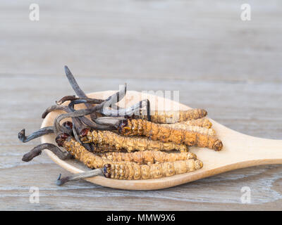 Gruppe von Ophiocordyceps sinensis oder Pilz cordyceps Dies ist ein Kräuter auf Löffel aus Holz auf Holz- Hintergrund. Auf hölzernen Tisch. National Organic Stockfoto