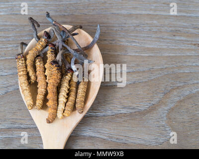 Gruppe von Ophiocordyceps sinensis oder Pilz cordyceps Dies ist ein Kräuter auf Löffel aus Holz auf Holz- Hintergrund. Auf hölzernen Tisch. National Organic Stockfoto