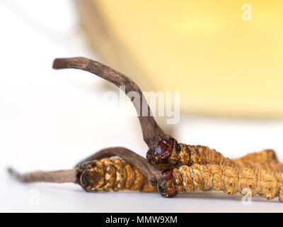 Gruppe von Ophiocordyceps sinensis oder Pilz cordyceps Dies ist ein Kräuter vor einem Glas cordyceps Wasser gestellt. Auf isolierten Hintergrund. Medicina Stockfoto