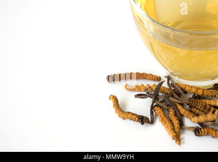 Wählen Sie Fokus der Pilz Cordyceps (CHONG CAO) diese Kräuter. Mit einem Glas Wasser, Wasser aus dem Ophiocordyceps sinensis Hinzufügen extrahieren. Arzneimittel Prop Stockfoto