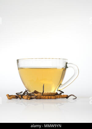 Wählen Sie Fokus der Pilz Cordyceps (CHONG CAO) diese Kräuter. Mit einem Glas Wasser, Wasser aus dem Ophiocordyceps sinensis Hinzufügen extrahieren. Arzneimittel Prop Stockfoto