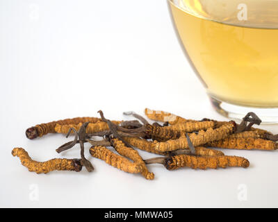 Wählen Sie Fokus der Pilz Cordyceps (CHONG CAO) diese Kräuter. Mit einem Glas Wasser, Wasser aus dem Ophiocordyceps sinensis Hinzufügen extrahieren. Arzneimittel Prop Stockfoto