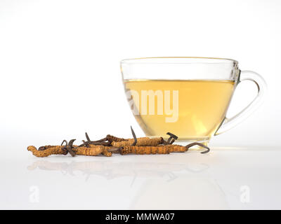 Wählen Sie Fokus der Pilz Cordyceps (CHONG CAO) diese Kräuter. Mit einem Glas Wasser, Wasser aus dem Ophiocordyceps sinensis Hinzufügen extrahieren. Arzneimittel Prop Stockfoto