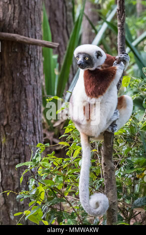 Sifaka, einem großen Lemur, die von Baum zu Baum springt in eine aufrechte Position und Verantwortungsbereichen kommt auf den Boden und, wenn Sie sie seitwärts Spaziergänge, Andasibe Stockfoto